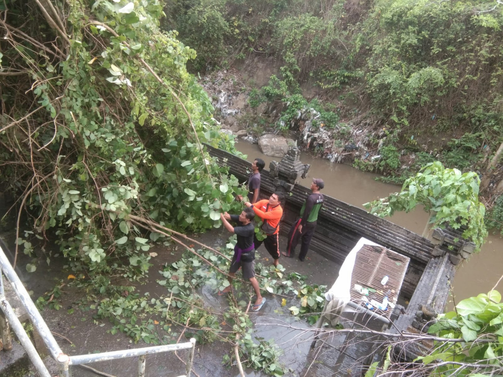 Pohon Tumbang di Desa Munggu, Kecamatan Mengwi Tanggal 16 November 2023